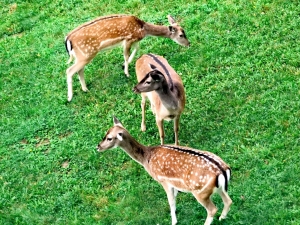 Krynica Zdrój 2025 r.