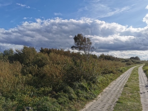 Dąbki 2026